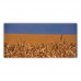 Postcard | Wheat field II